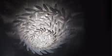 Slamp Plafonnier Pacis L Blanc