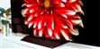 LG Electronics OLED55B8 (photo supp. n°7)