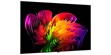 LG Electronics OLED83W6 (photo supp. n°3)