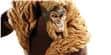 Sideshow Collectibles Dents de Sabre (photo supp. n°1)