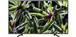 Sony KD-43XG7096
