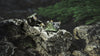 Shanling ME800 Vert - EasyLounge - 3