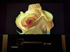 Formovie Theater Premium - EasyLounge - 14