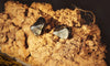 Shanling ME800 Marron - EasyLounge - 9