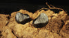 Shanling ME800 Marron - EasyLounge - 11