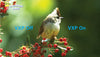 Popcorn Hour A-500 - EasyLounge - 7